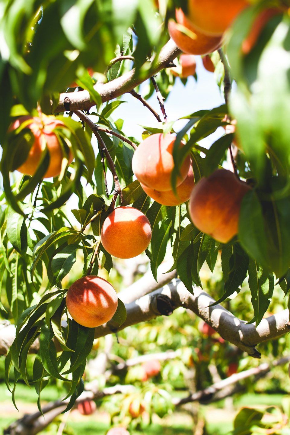 Pesche arancioni mature che pendono da un albero frondoso.