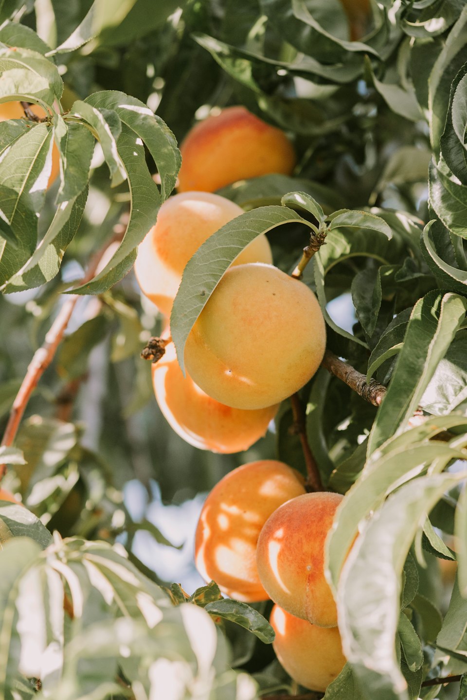Pesche mature pendono da un ramo illuminato dal sole tra foglie verdi.