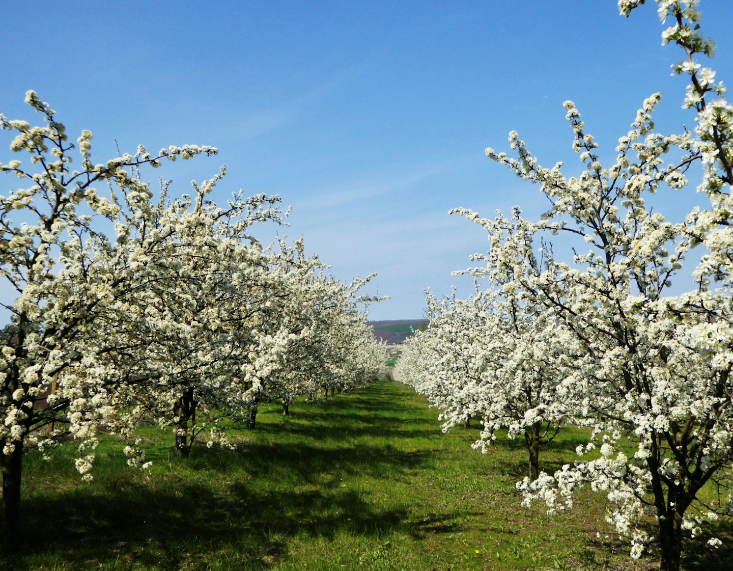 File di alberi da frutto in fiore bianchi in un frutteto verde.