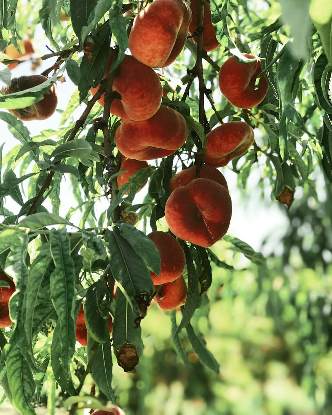 Pesche mature pendono da rami frondosi in un frutteto illuminato dal sole.